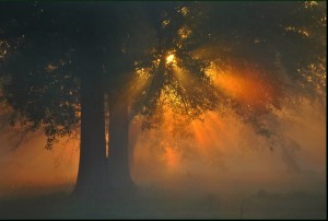 forest dawn
